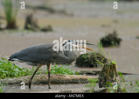Grand Héron (Ardea herodias) fait tourner une poissons récemment pêchés dans l'air avant d'avaler Banque D'Images