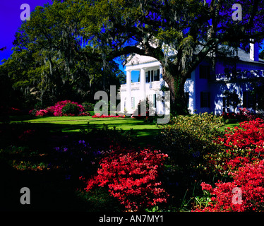 Le bois de chêne et les azalées sont les keynotes du paysage à Orton plantation près de Wilmington en Caroline du Nord Banque D'Images