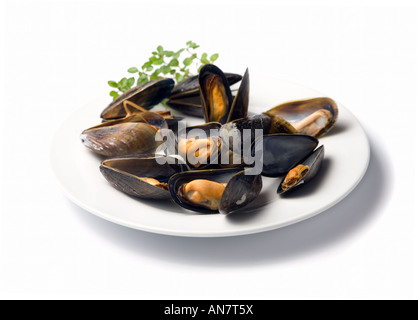 Les moules cuites dans leurs coquilles sur une assiette blanche, isolé sur fond blanc Banque D'Images