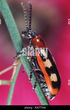 Les coléoptères des asperges (Aphanostigma spec.), Belgique Banque D'Images