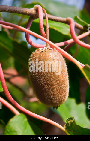 Kiwi sur un arbre Banque D'Images