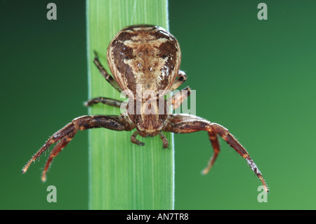 Araignée crabe (Xysticus cristatus), femme, Belgique Banque D'Images