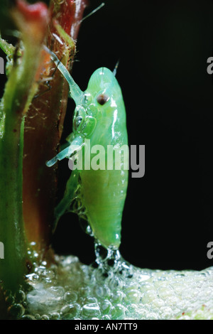 Philaenus spumarius (froghopper commun), Belgique Banque D'Images