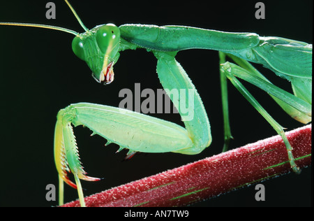 La prédation européenne (Mantis religiosa mantis), Belgique Banque D'Images