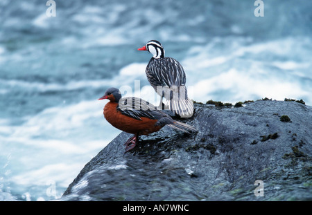 Torrent duck (Merganetta armarta), couple, Chili, Patagonie Banque D'Images