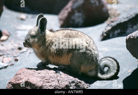 Chinchillon, vizcacha serrana (Lagidium viscacia), Chili Banque D'Images