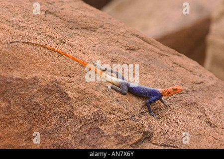 Agama agama rock namibienne planiceps mâle adulte sur le grès rouge Damaraland Namibie Novembre Banque D'Images