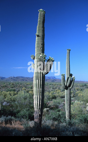 Cactus saguaro (Carnegiea gigantea, Cereus giganteus), USA, Arizona Banque D'Images