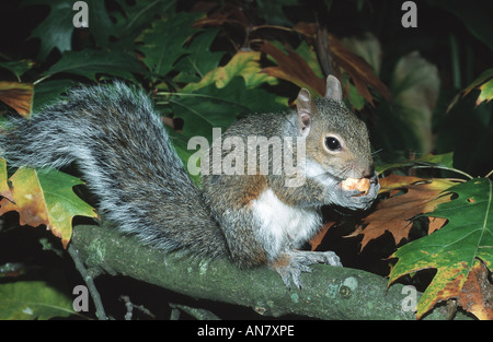 L'écureuil gris, l'écureuil gris (Sciurus carolinensis), alimentation, USA Banque D'Images