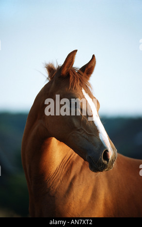 Arabian Thorougbred (Equus przewalskii f. caballus), portrait, Allemagne Banque D'Images