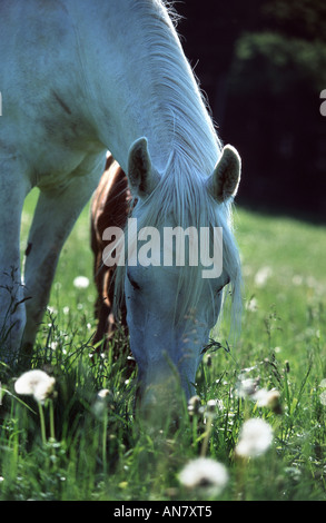 Arabian Thorougbred (Equus przewalskii f. caballus), pâturage, Allemagne Banque D'Images