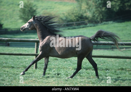 Arabian Thorougbred (Equus przewalskii f. caballus), Allemagne Banque D'Images