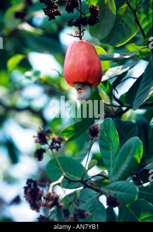 Pomme de cajou (Anacardium occidentale L.) la maturation des fruits sur un arbre. Banque D'Images