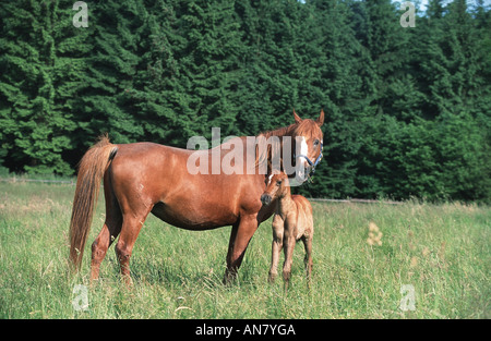 Arabian Thorougbred (Equus przewalskii f. caballus), Allemagne Banque D'Images