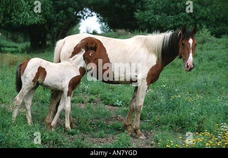 Cheval lusitanien (Equus przewalskii f. caballus), Portugal Banque D'Images