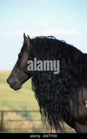 Cheval frison (Equus caballus przewalskii f.), portrait, Allemagne Banque D'Images