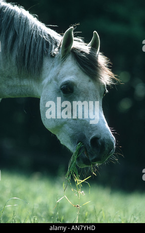 Arabian Thorougbred (Equus przewalskii f. caballus), portrait Banque D'Images