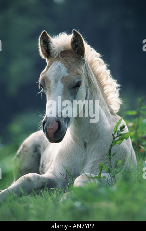 Cheval Haflinger (Equus przewalskii f. caballus), Poulain, Allemagne Banque D'Images