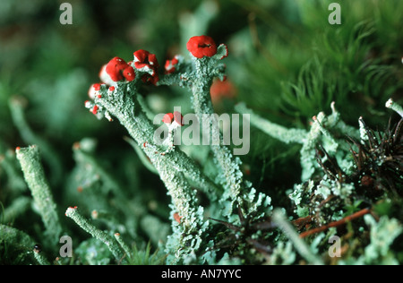 Coupe boréale (lichen Cladonia borealis), avec des apothécies, Allemagne Banque D'Images