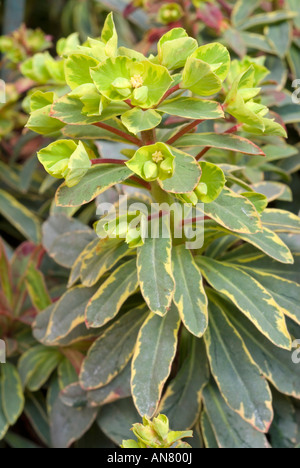 Euphorbia 'Helena's Blush' (Euphorbia amygdaloides Euphorbe hybride ; Bois) chartreuse fleurs et feuillage panaché feuilles portrait Banque D'Images