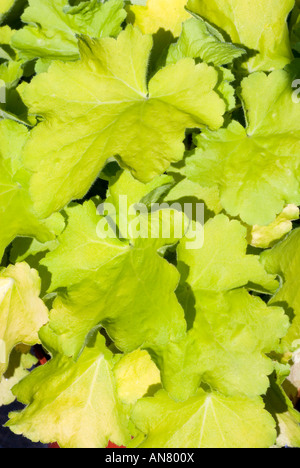 Heuchera 'Citronelle' (x villosa 'Citronelle') chartreuse jaune néon doré gros plan des feuilles lobées, à lobes plante portraits Banque D'Images