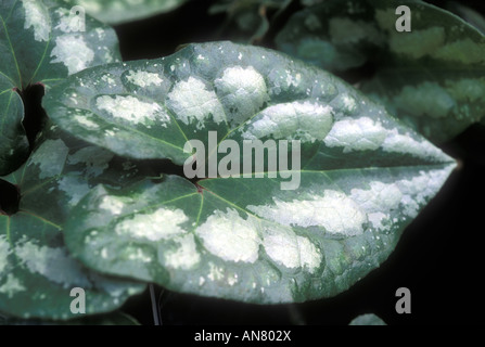 Asarum splendens (gros plan des feuilles gingembre sauvage chinois evergreen) vivace feuillage panaché tacheté d'argent Banque D'Images