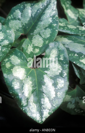 Asarum splendens (gros plan des feuilles gingembre sauvage chinois evergreen) vivace feuillage panaché tacheté d'argent seul Banque D'Images