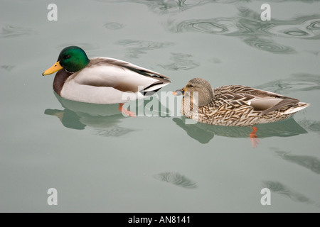 Paire de canards colverts Anas platyrynchos Chicago Illinois Lincoln Park étang sud Chicago Illinois Banque D'Images