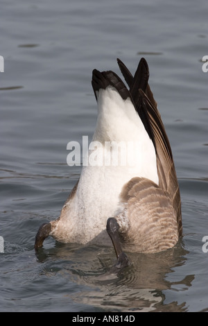 Bernache du Canada Branta canadensis tipped par nourrir sur fond de l'étang l'étang sud Lincoln Park de Chicago, dans l'Illinois Banque D'Images