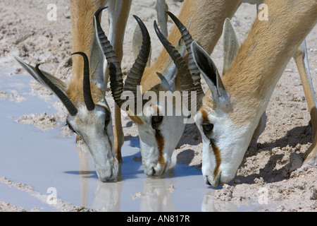 Trois springbok ou springbuck Antidorcas marsupialis boire de flaque d'eau dans le parc national d'Etosha Namibie Novembre Banque D'Images