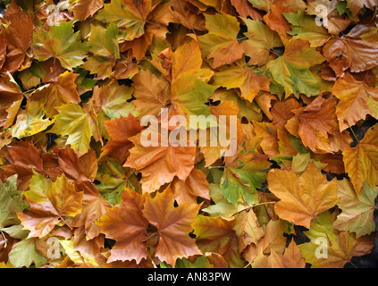 Avion à destination de Londres de feuilles d'arbres Platanus x hybrida Banque D'Images