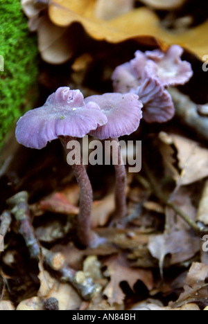 Le fourbe améthyste Laccaria amethystina, champignon, Hydnangiaceae. Banque D'Images