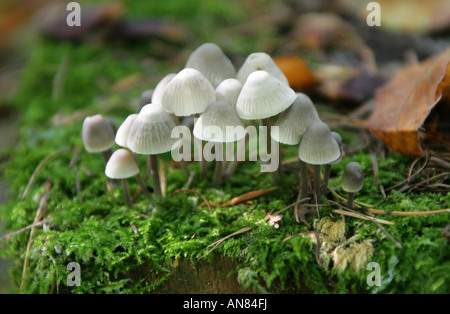 Anges, Mycena arcangeliana Champignons Bonnets, Mycenaceae Banque D'Images