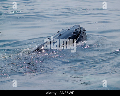 Une baleine à bosse briser la surface montrant des tubercules, tribune et évents Banque D'Images