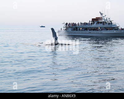 Baleine à bosse jouant jusqu'à un bateau d'observation des baleines banc Stellwagen Bank Boston Massachusetts USA Banque D'Images