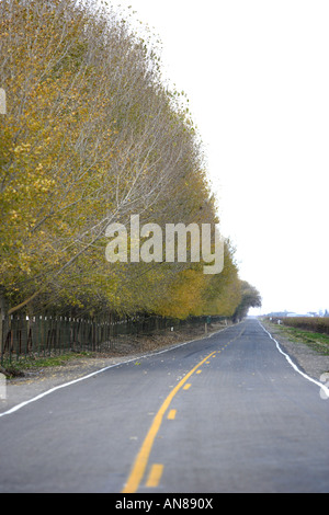 Une route de campagne bordée d'arbres aux couleurs de l'automne Banque D'Images