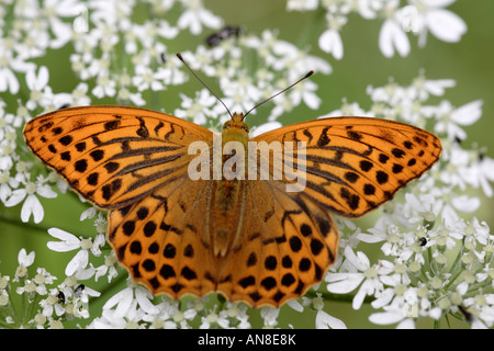 Silver-lavé Fritillary nourrir Banque D'Images