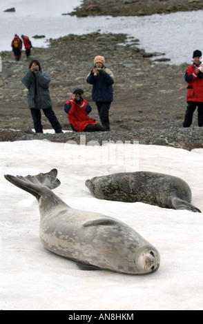Les gens et phoque de Weddell en Antarctique Banque D'Images