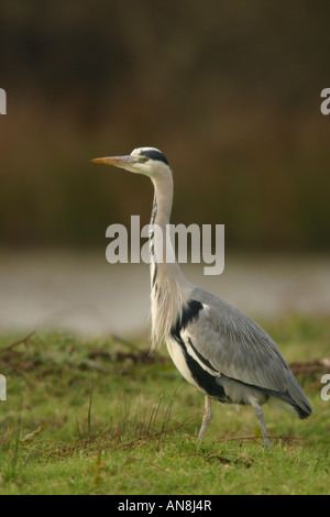 Des profils Héron cendré (Ardea cinerea) Banque D'Images