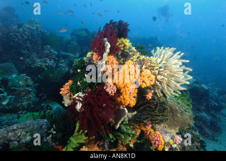 Tête de corail très diversifié et diver silhouette Apo Island marine reserve Philippines mer de Visayan Banque D'Images