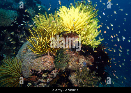 Tête de corail recouvert de crinoïdes et juvéniles anthias Coconut point Apo Island Marine Reserve aux Philippines Banque D'Images