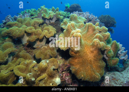 Tête de corail recouvert de coraux cuir Sarcophyton sp Apo Island marine reserve Philippines mer de Visayan Banque D'Images