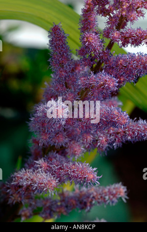 Hebe Violet,Fleurs sur cette arbuste. Banque D'Images