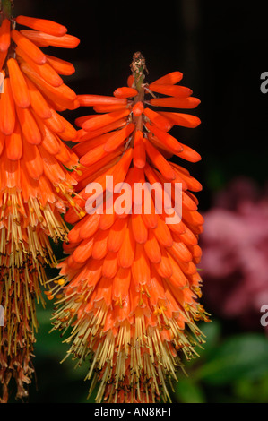 Red Hot Poker Kniphofia Uvaria.(plante). Banque D'Images