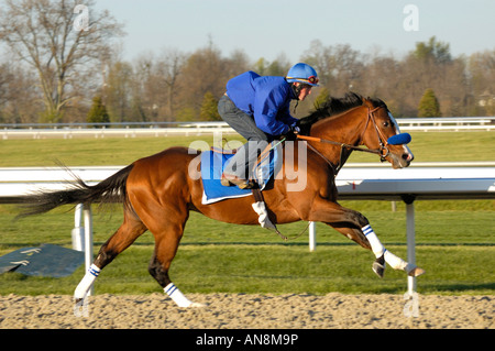 Chevaux pur-sang et de l'exercice jockey Banque D'Images