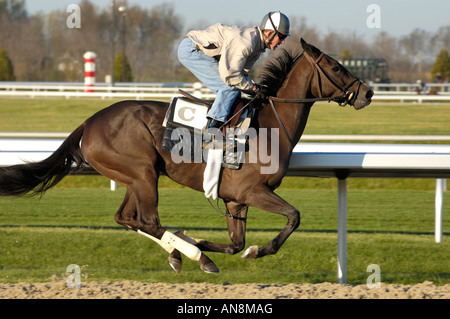 Chevaux pur-sang et de l'exercice jockey Banque D'Images