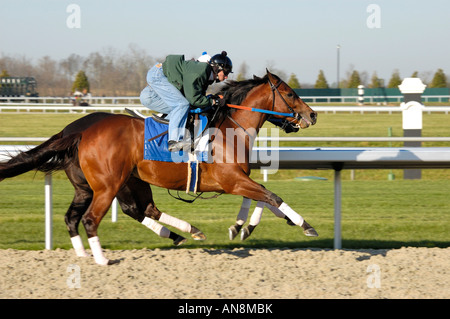 Chevaux pur-sang et de l'exercice jockey Banque D'Images