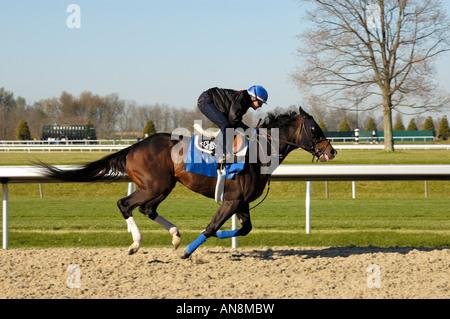 Chevaux pur-sang et de l'exercice jockey Banque D'Images