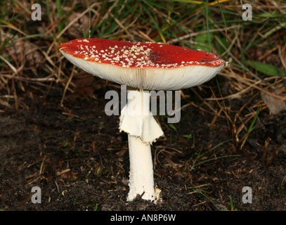 Agaric Fly nom Latin Amanita muscaria Banque D'Images