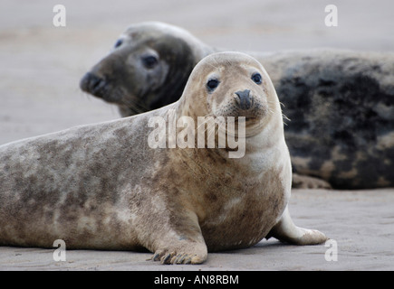 Les phoques gris de l'Atlantique, Donna Nook, Lincolnshire Banque D'Images